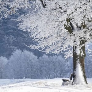 imagen de un paraje natural invernal, terapia para brujas